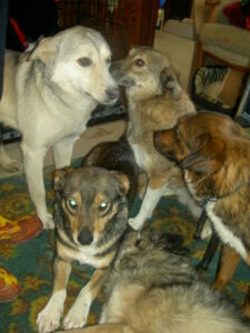 Some of the dogs