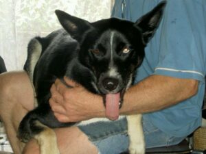 Angel - The Second female in command.