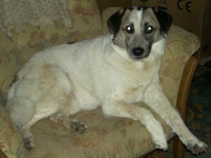 Spritie - Our beautiful Alpha Female