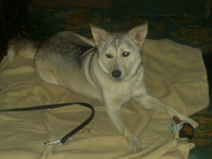 Wolfy - Our Handsome Alpha Male