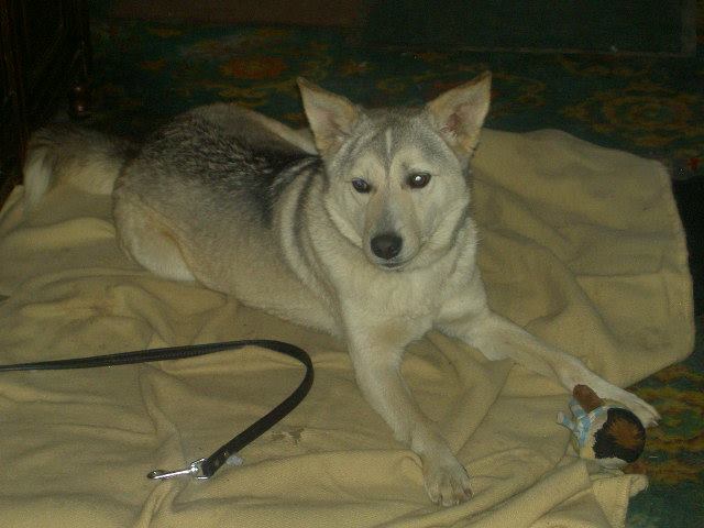 Wolfy - Our Handsome Alpha Male