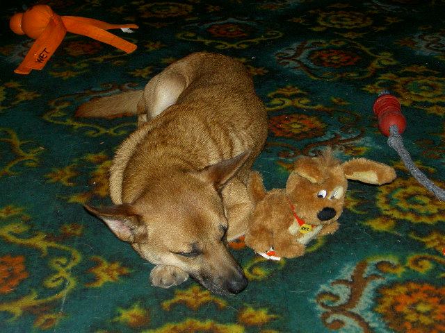 Sparky with his favourite toy