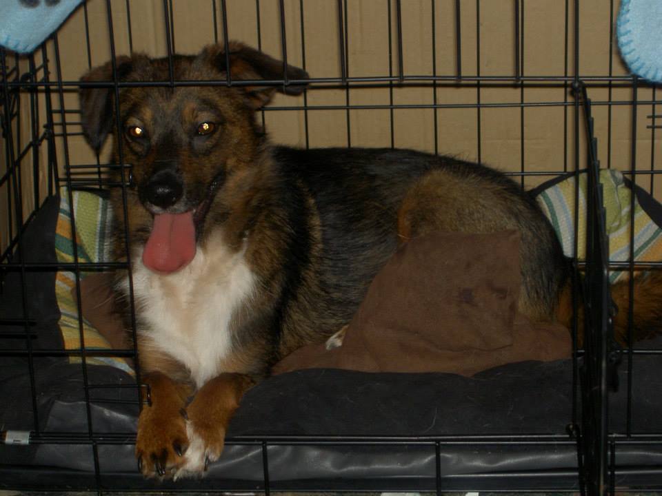Pixie in the crate