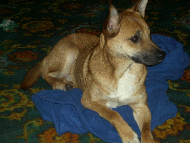 Sparky with his blue 'blanky''